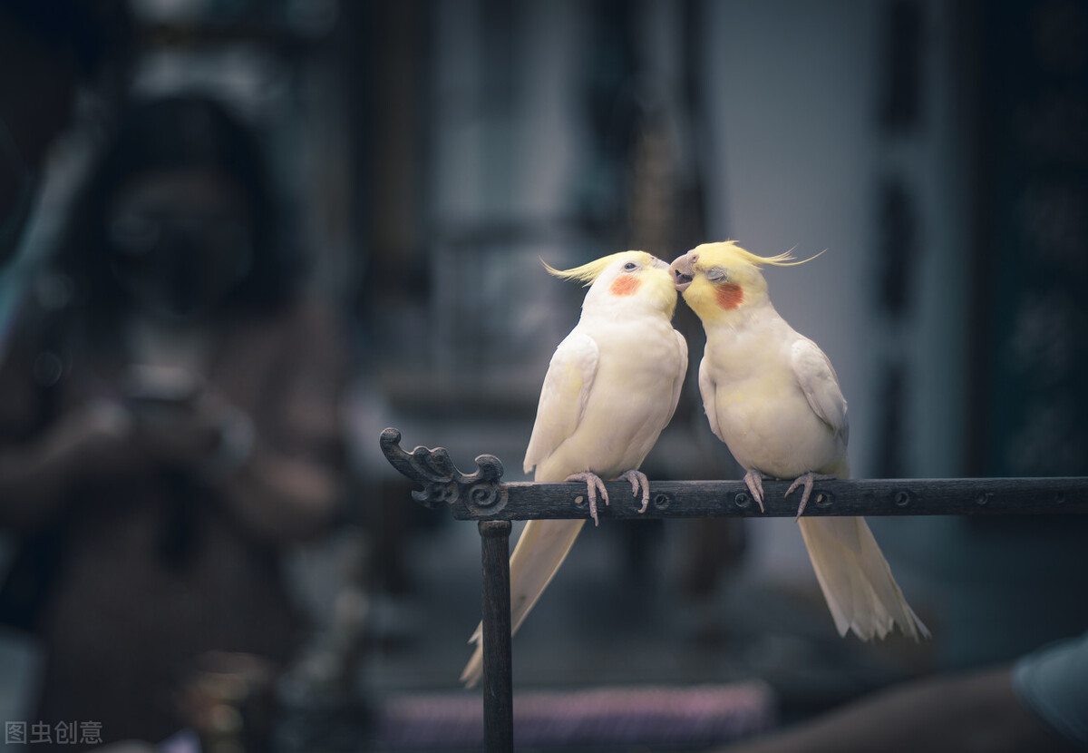 在天愿作比翼鸟的典故,在天愿作比翼鸟下一句是什么