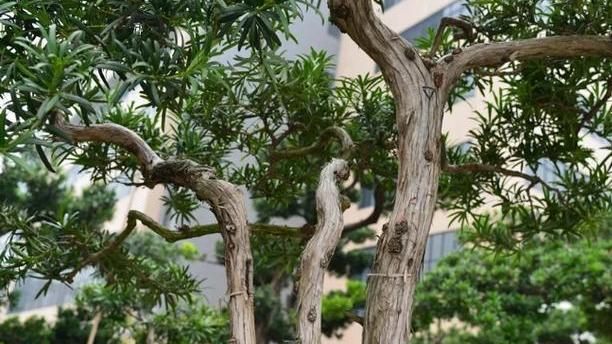 罗汉稀有品种,罗汉鱼寿命