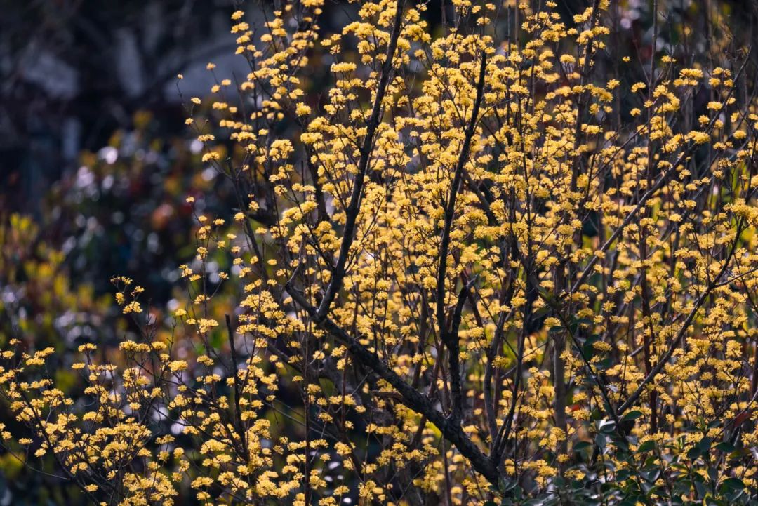 济南周边春天赏花全攻略,济南春日赏花攻略已送达