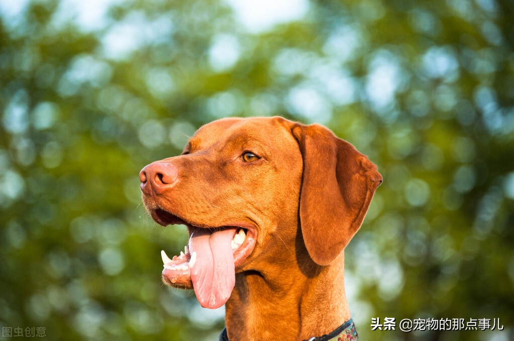 去一次宠物医院处理伤口多少钱,去宠物医院一次要多少钱