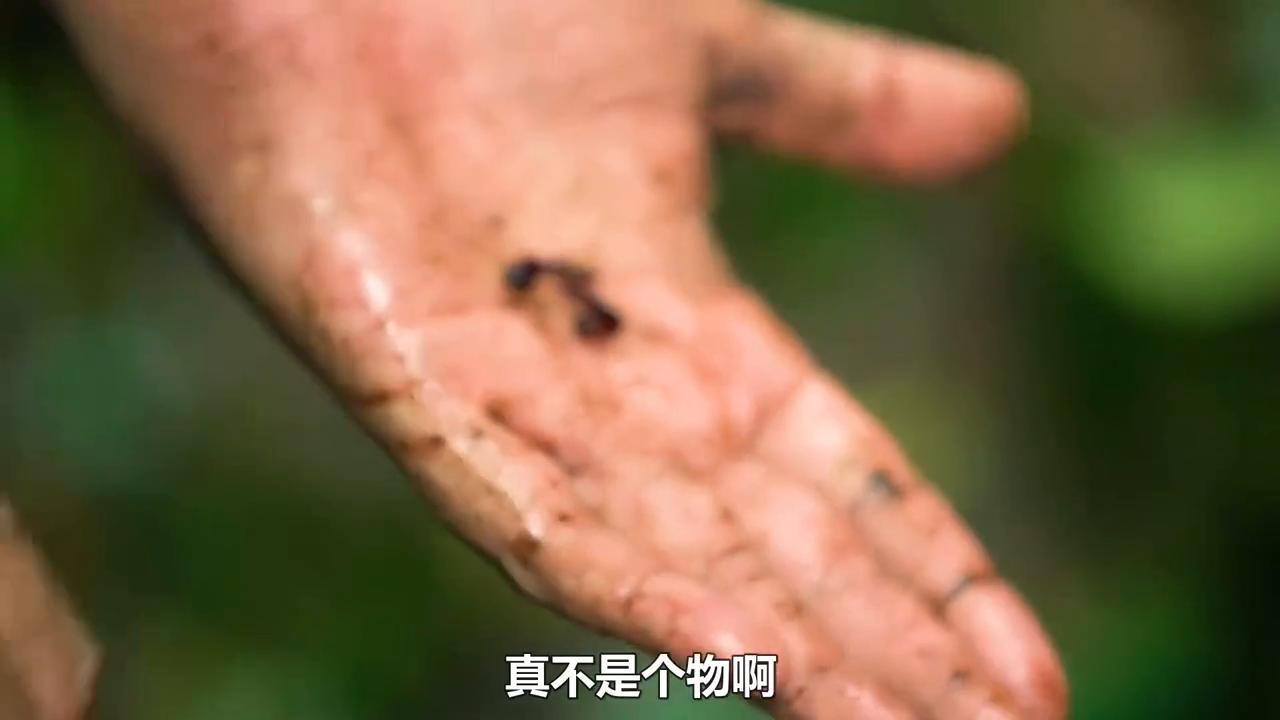 神奇大自然纪录片动物世界,神奇大自然纪录片南极