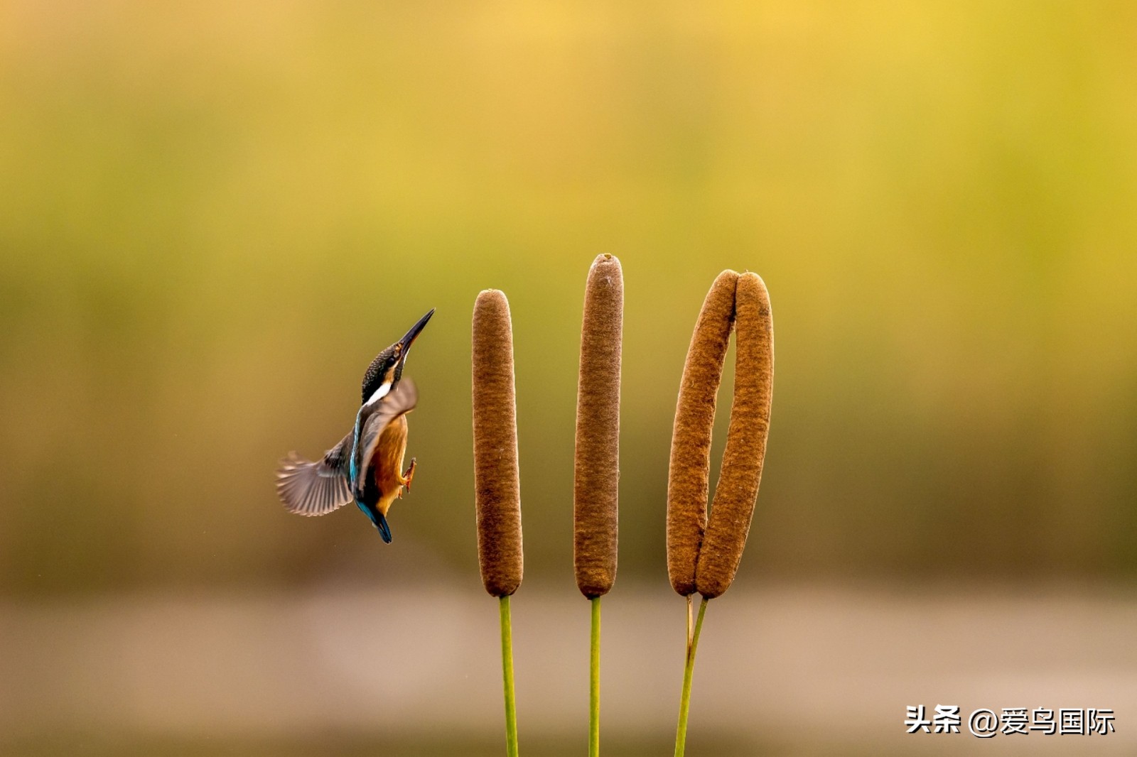2024观鸟大年,观鸟大年介绍