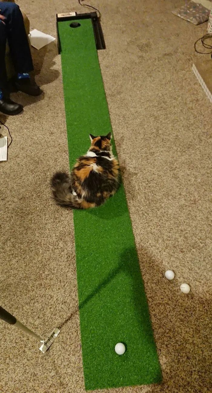 一对可爱猫咪照片,可爱小猫猫超萌照片戴头套