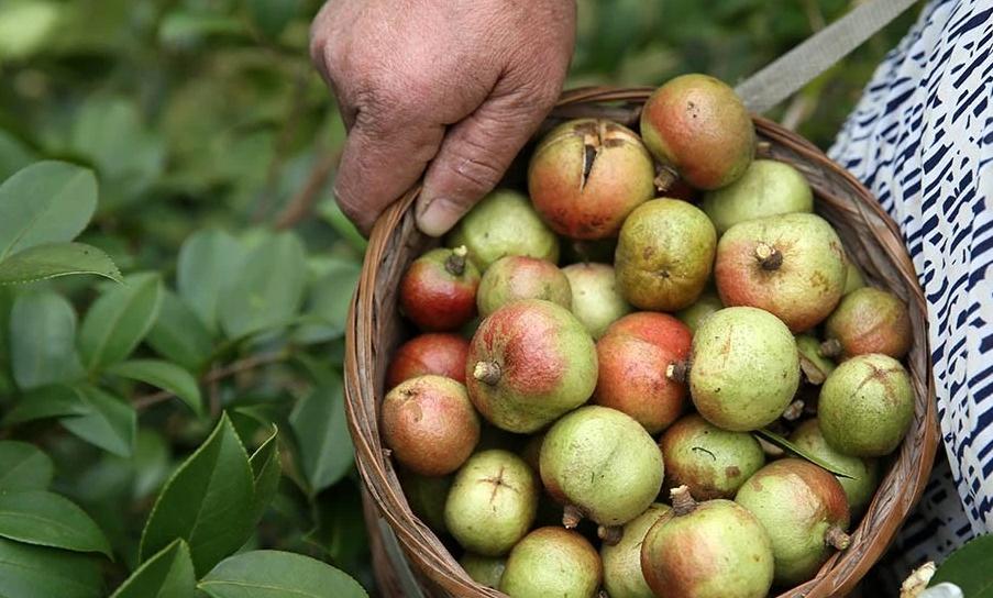 油茶种植一亩利润多少,种植油茶一亩多少利润