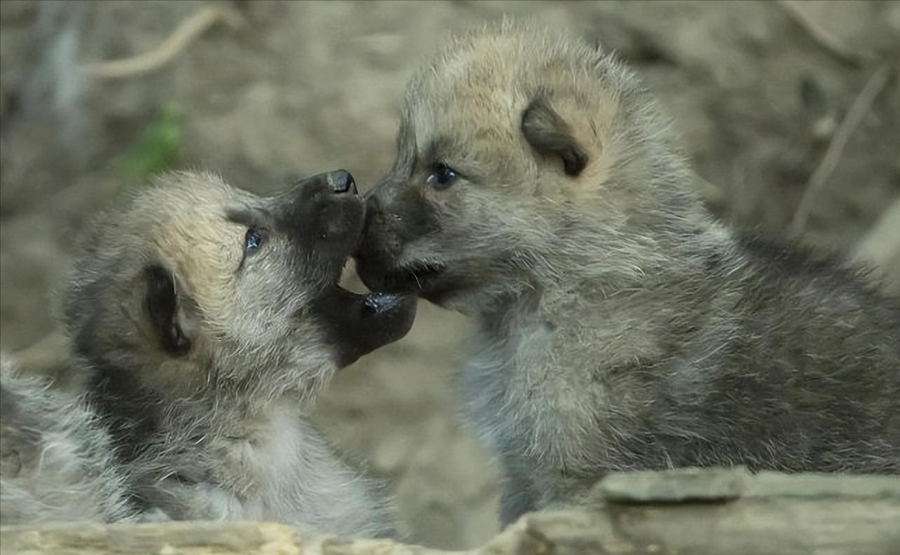 新疆姑娘回家被狼群包围,新疆姑娘遇到狼群
