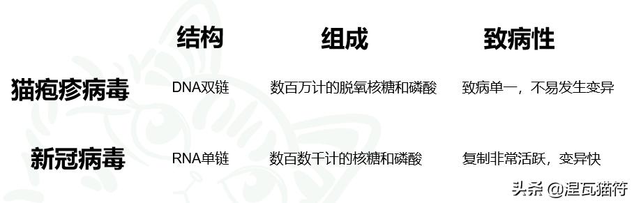 猫疱疹病毒和猫杯状病毒pcr的区别,猫咪疱疹病毒猫鼻支症状