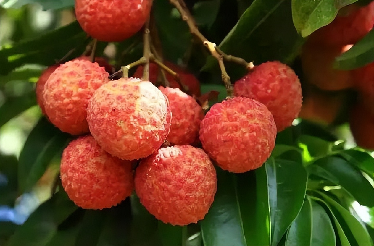 妃子笑荔枝卖出白菜价,荔枝妃子笑了果农哭了原因很戳心