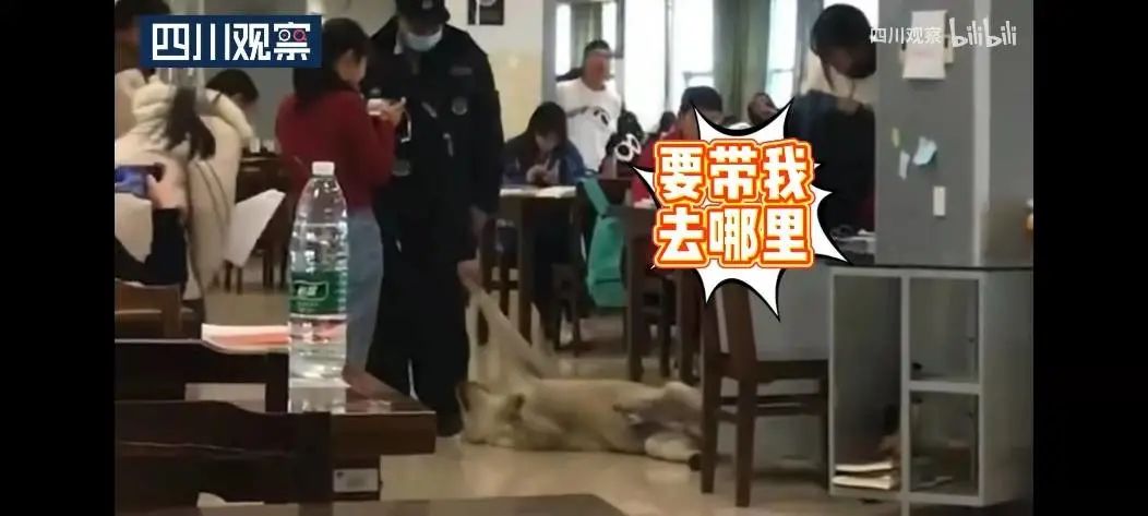 被黑天鹅打了,被黑天鹅攻击了