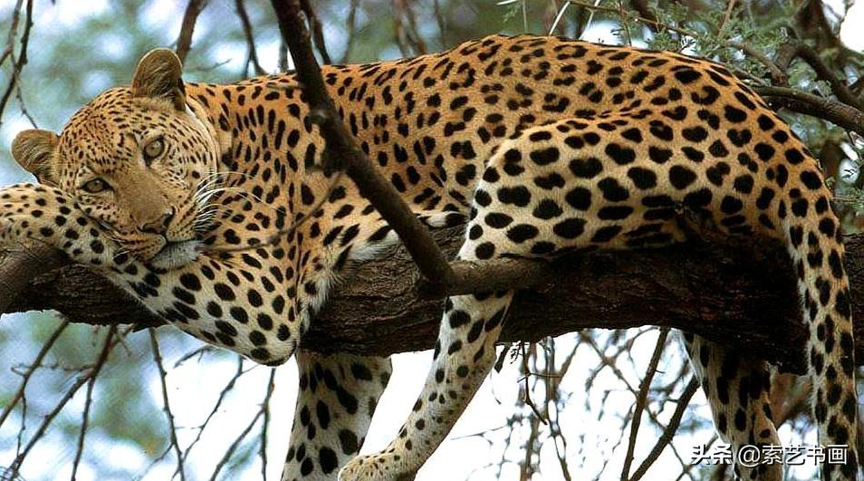 冬眠的小动物创意美术教学,幼儿美术丛林里的狮子美篇