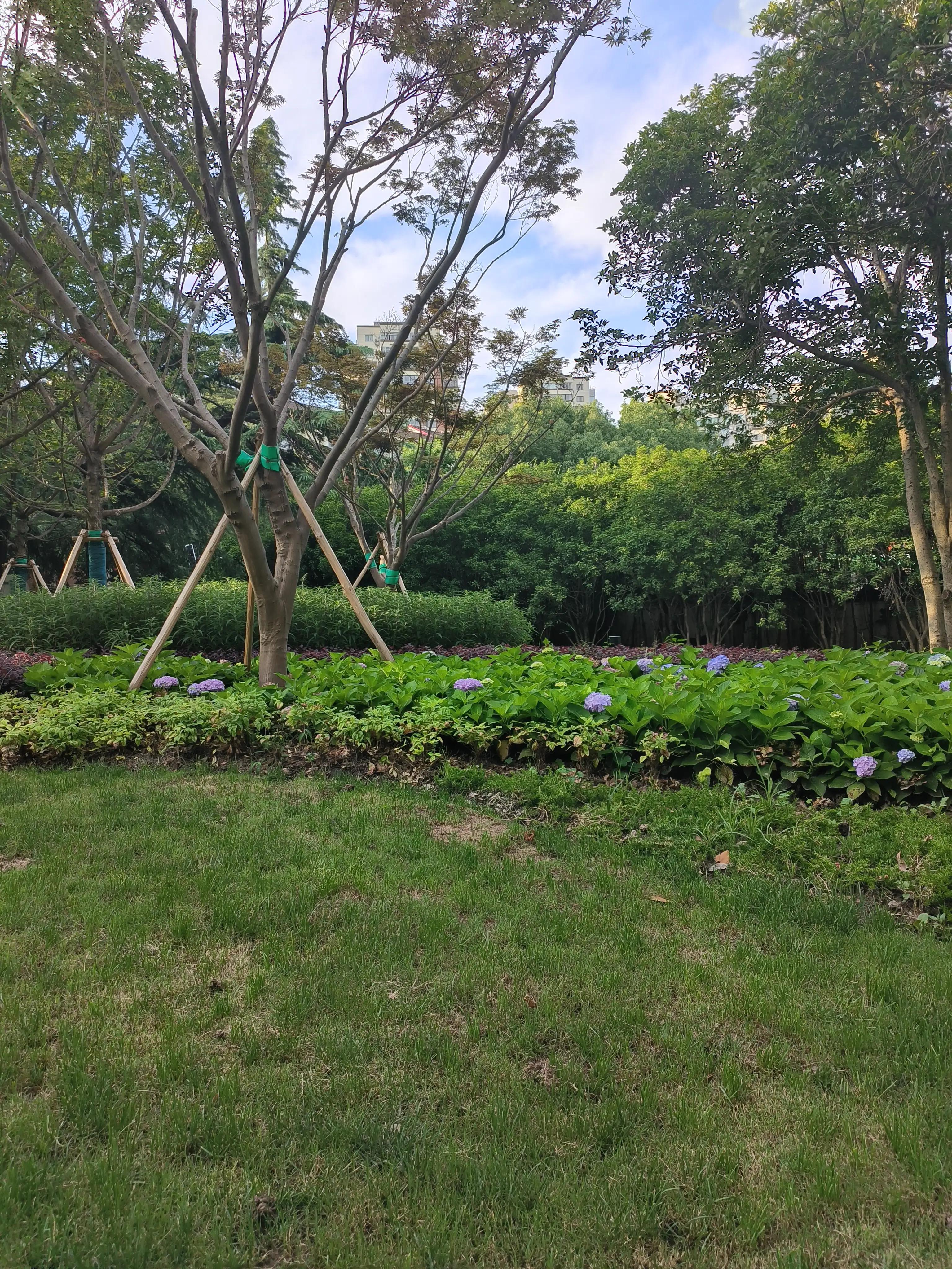 夏日花草别样美,美丽的花草合集