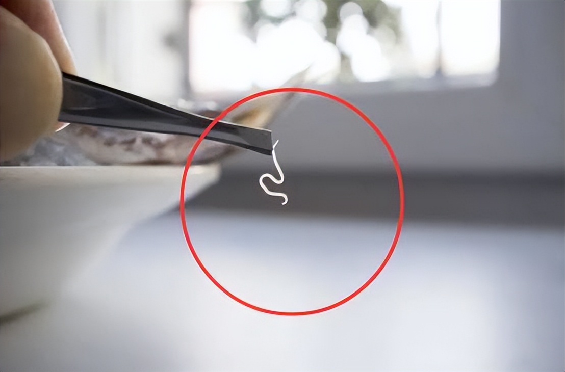 科学家利用蠕虫消灭癌细胞,科学家发现吸脂肪的虫子