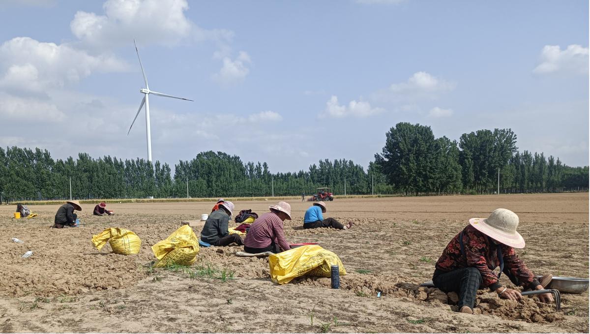 南曹乡朱坡村元胡基地,河南尉氏南曹乡最新元胡价格