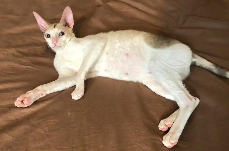 罕见的十大名猫品种有哪些,最受欢迎的十个猫品种