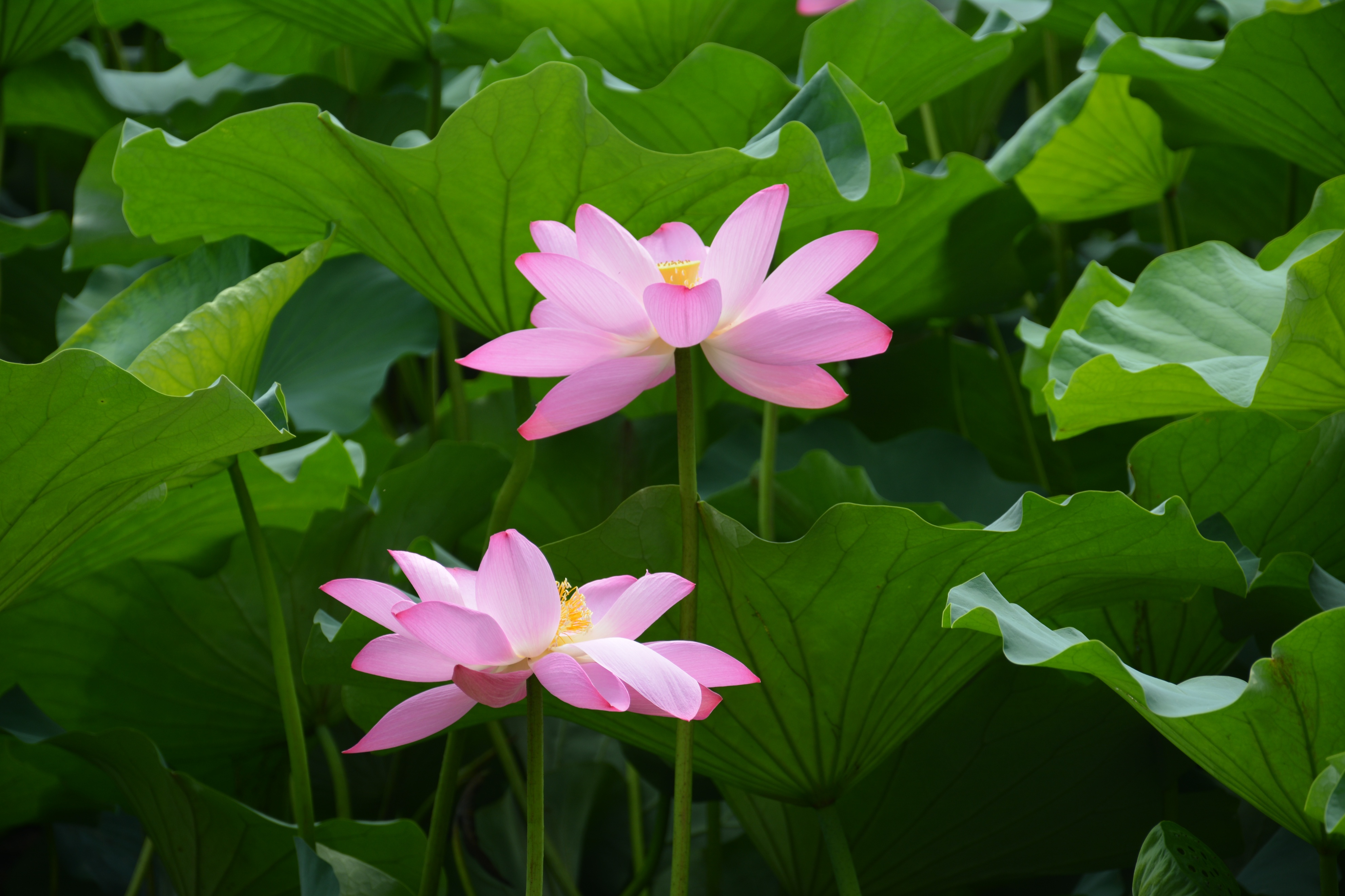 2023年我能否用一台11年前的单反来继续追寻我的摄影之路?