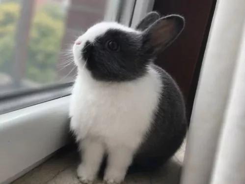 适合当宠物的小兔子,适合家庭当宠物养的四种小兔兔