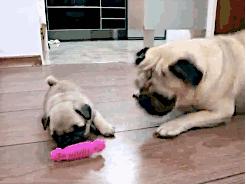 狗狗交配期间，千万不能打断它们，后果你想象不到