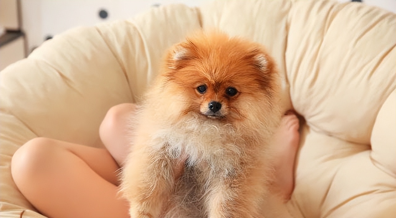 博美犬这些坏毛病竟是聪明的表现,博美犬的5大缺点你知道吗