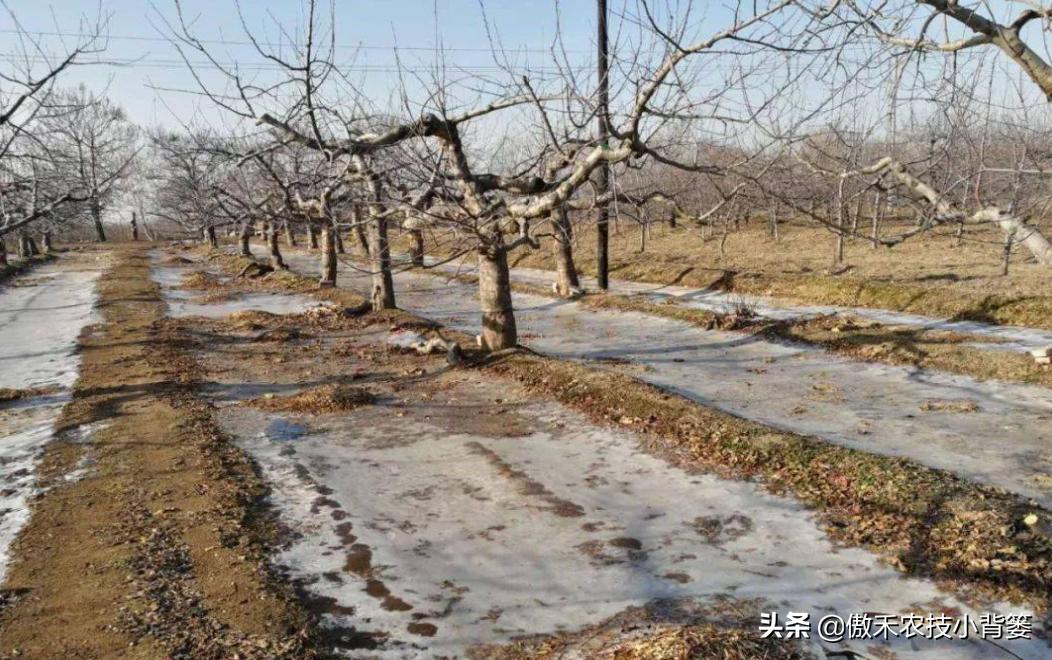 春季果园解冻水啥时浇,果树春天种植后多久浇一次水