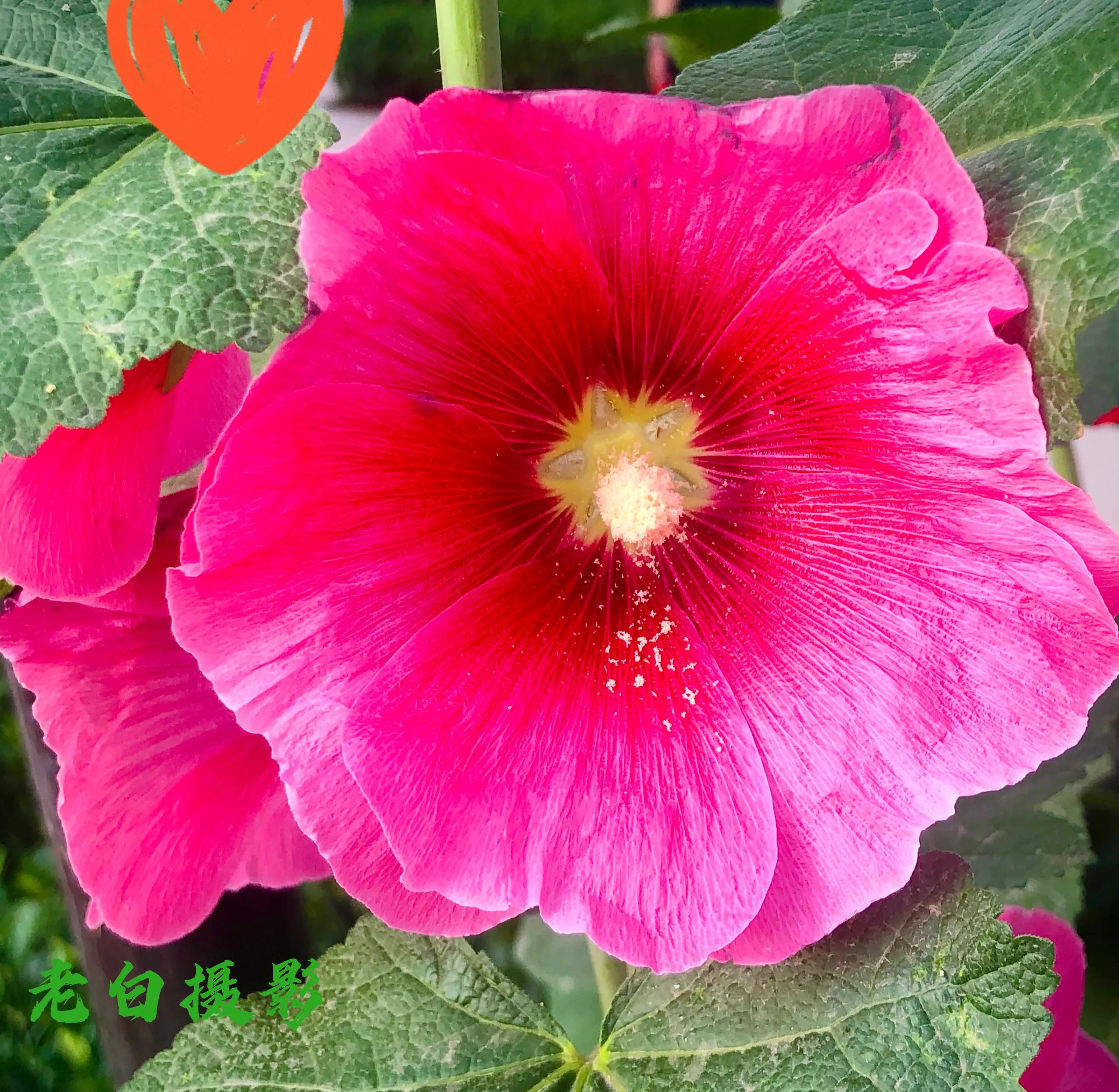 生活的极致就是化繁为简,极简是一种生活态度越简单越精致