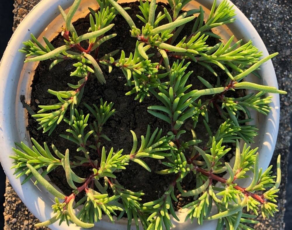 养花播种,养花小知识室内盆栽种植小技巧