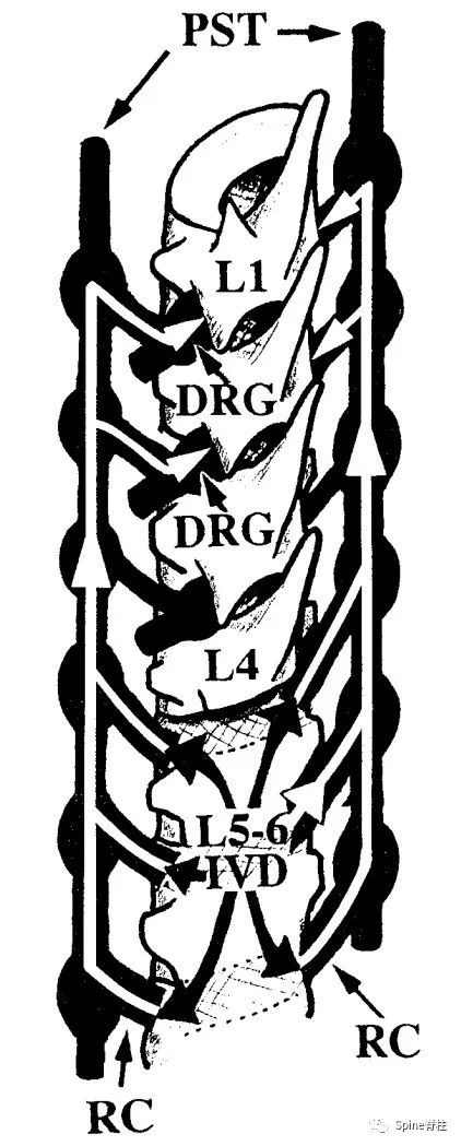 脊柱的神经支配,脊柱神经引起手臂疼痛
