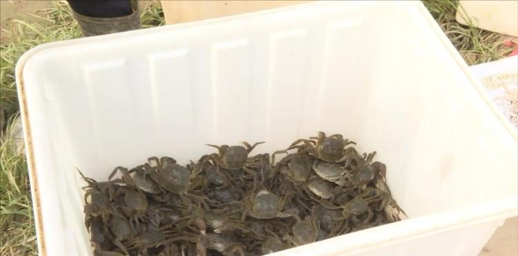 精品大闸蟹新鲜上市啦,阳澄湖大闸蟹六月黄新鲜上市