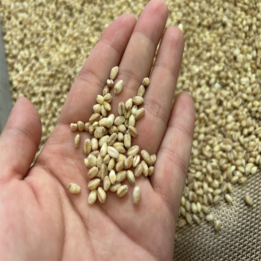 隧道式微波干燥机,苦荞膨化机