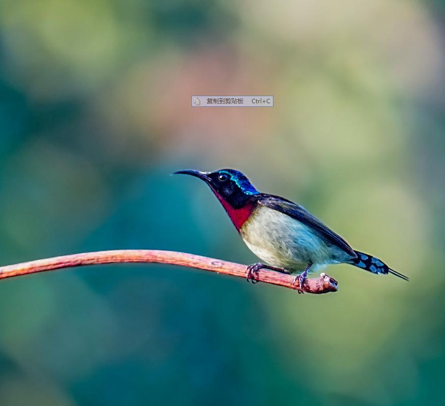 海南观鸟随记5霸王岭儋州湾勺嘴鹬领角鸮仓鸮