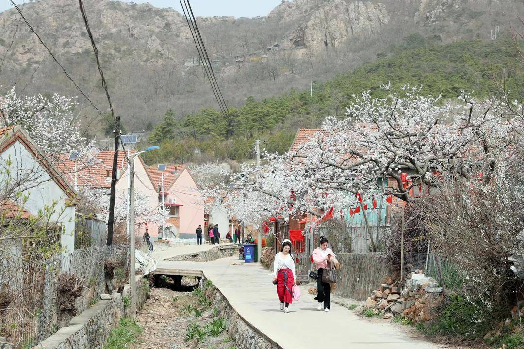 来山里看梅花,东港大孤山杏梅节直播