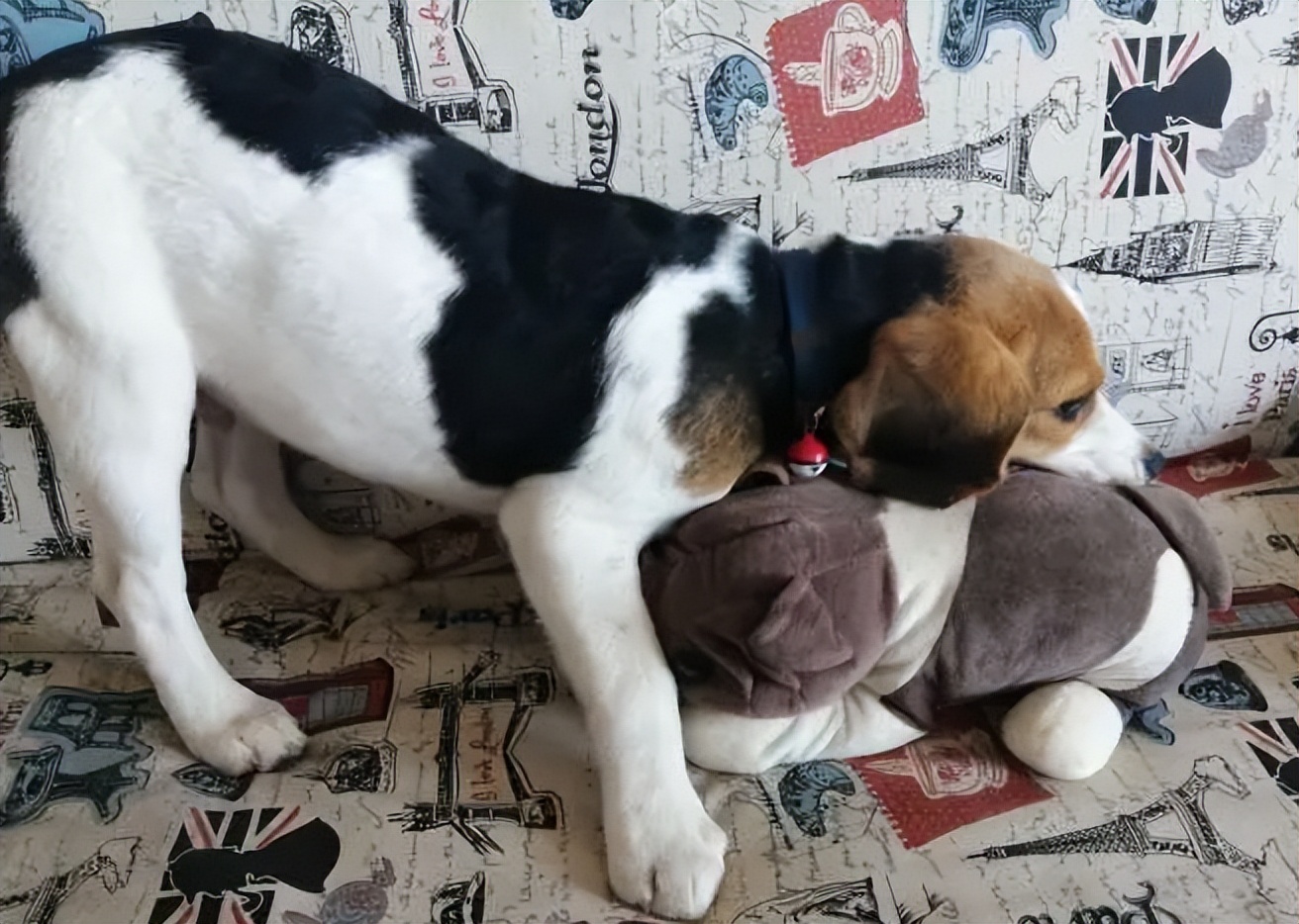 普通家庭不建议养这几种狗,不管养什么狗都要记住这7条忠告