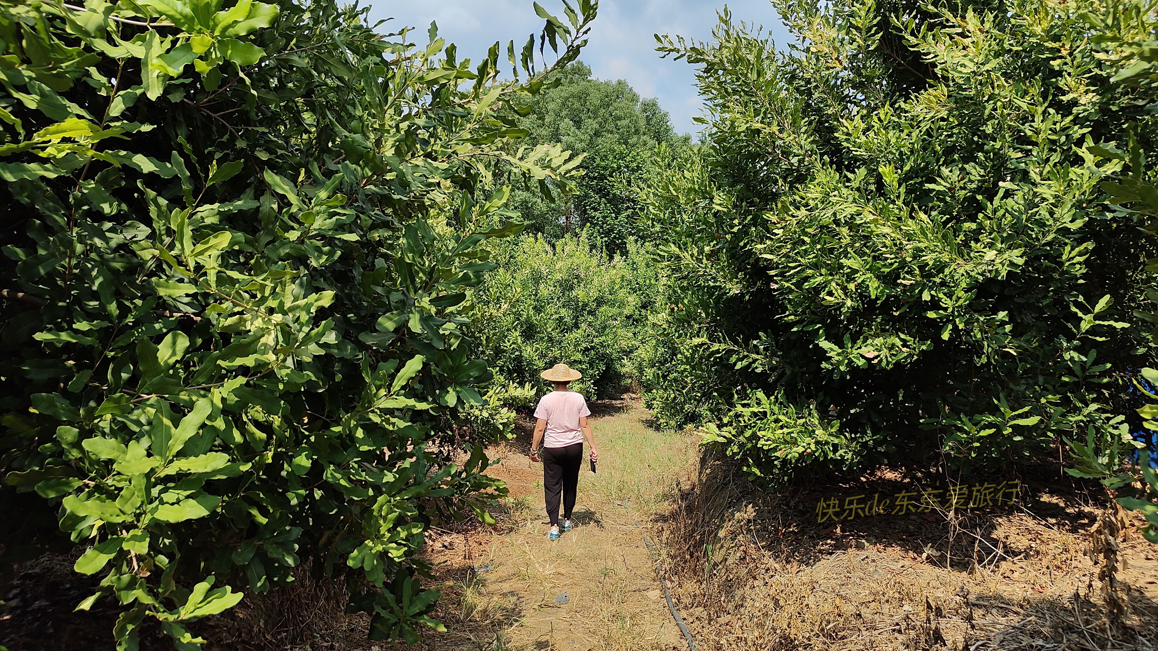 澳洲坚果采摘视频,澳洲坚果摘果