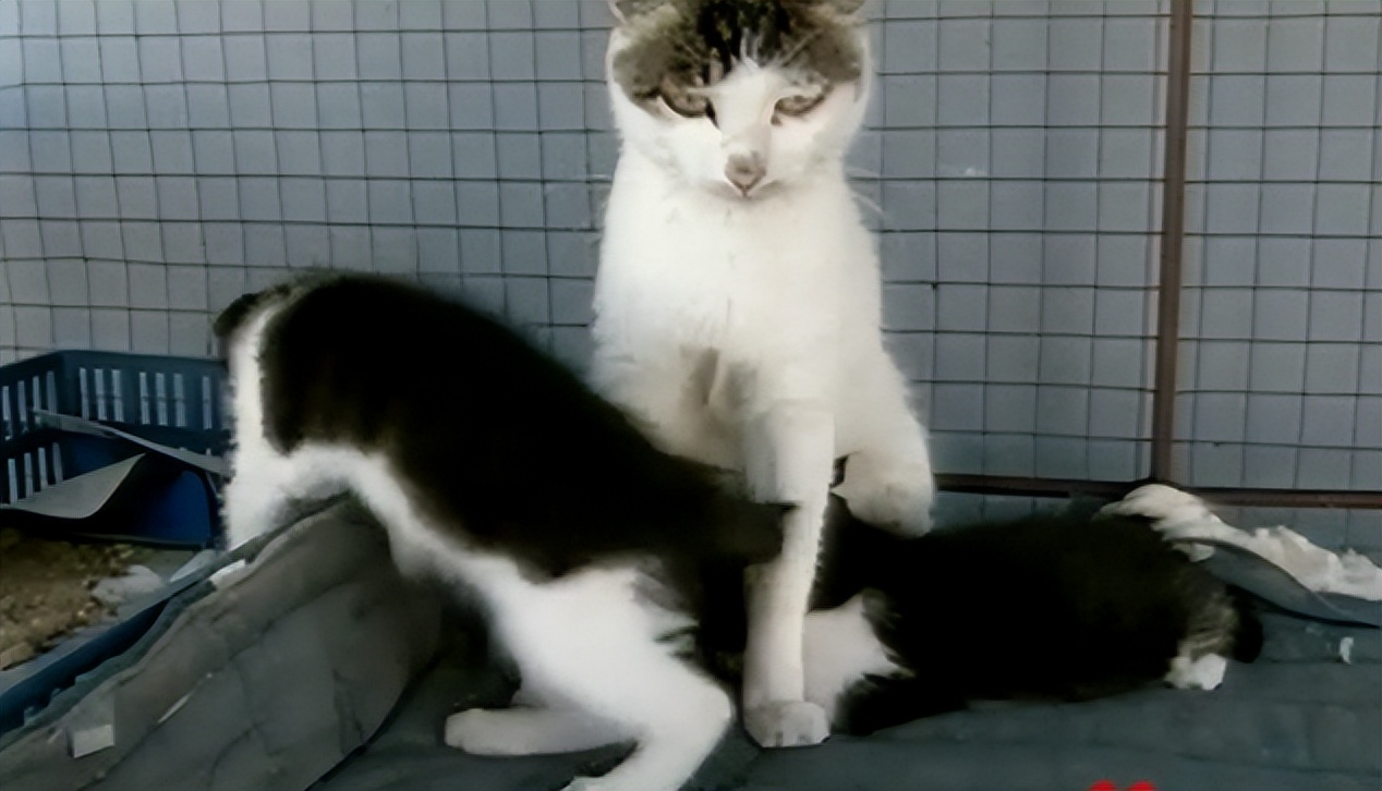 辽宁国家粮仓遭鼠患，员工训练流浪猫当兵入伍，厂内上演猫鼠大战