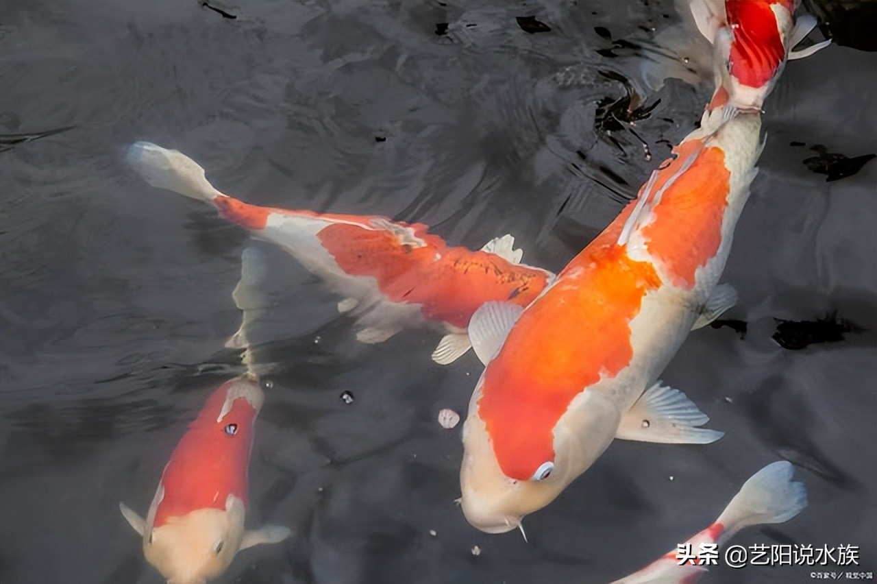 如何养锦鲤需要注意什么,锦鲤招财带好运