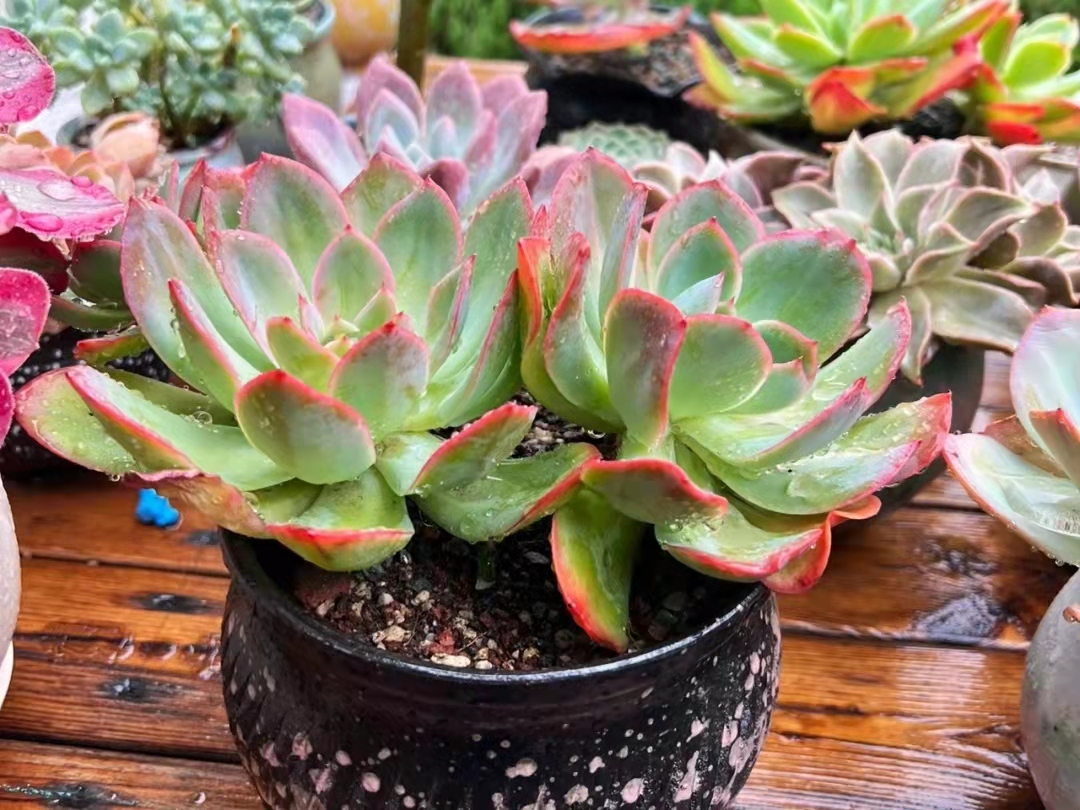 南方的多肉露养也可以很美的,东北阳台露养多肉