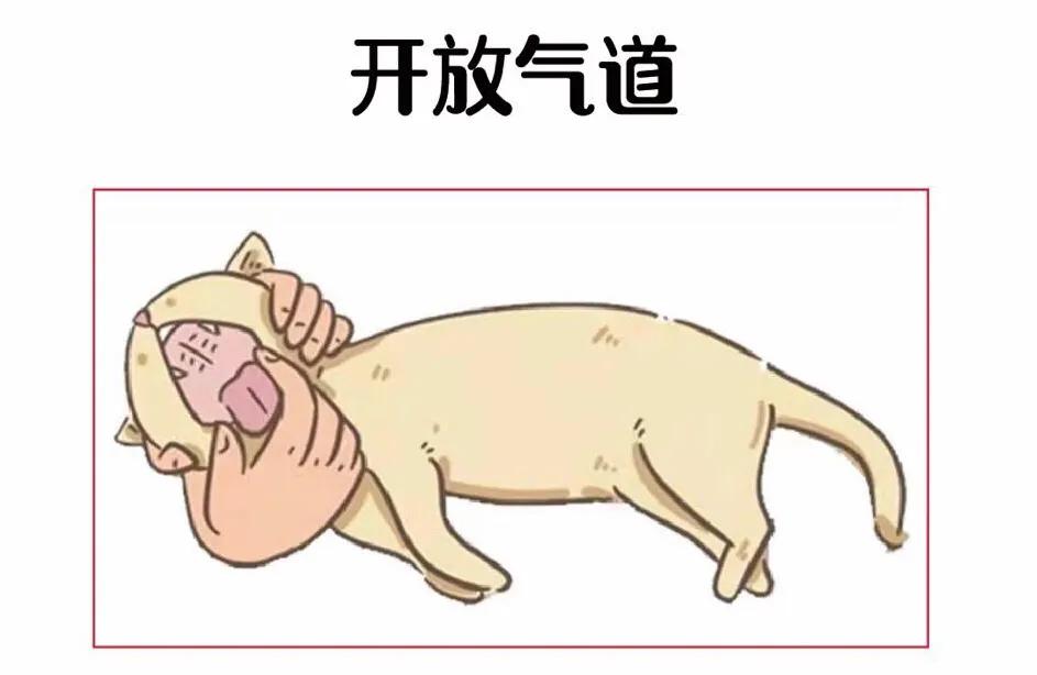 急救知识心肺复苏猫咪,如何正确给小奶猫做心肺复苏