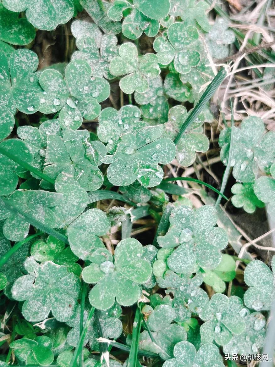 大屏、性能强、长续航，iPhone14Plus会打动你吗？