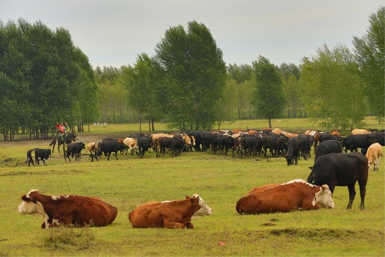 肉牛养殖技术西门塔尔牛养殖视频,生牛养殖和肉牛养殖的区别