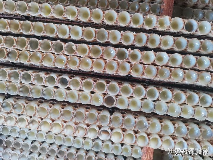 蜂王浆是怎么生产的,蜂王浆的储存方法和食用方法