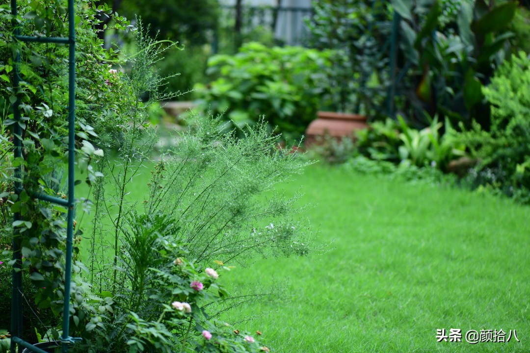 看到你的花园那么惨，我就安心了|园丁