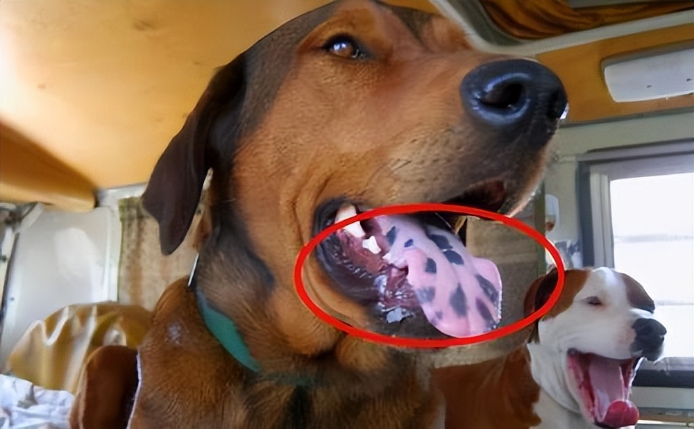 这些挑狗的方法真的很靠谱,如何挑狗才不会挑到病狗