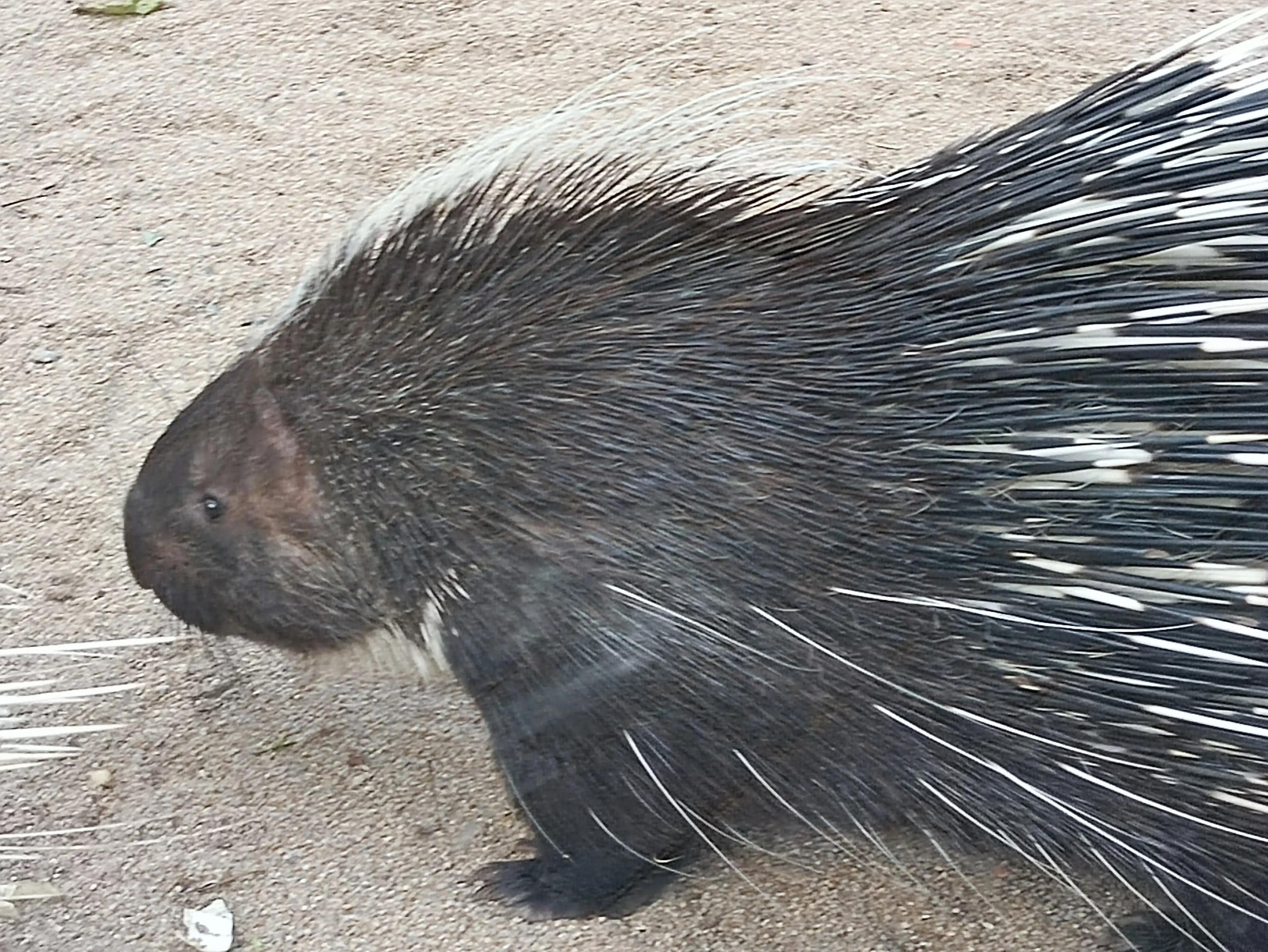 北京动物园和北京野生动物园区别,北京野生动物园狗妈妈和老虎狮子