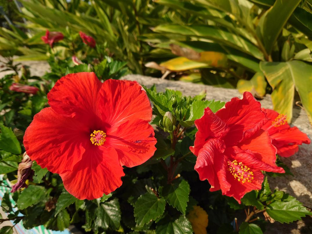 想入手索尼Xperia1IV？且看Xperia1III影像体验预习一下