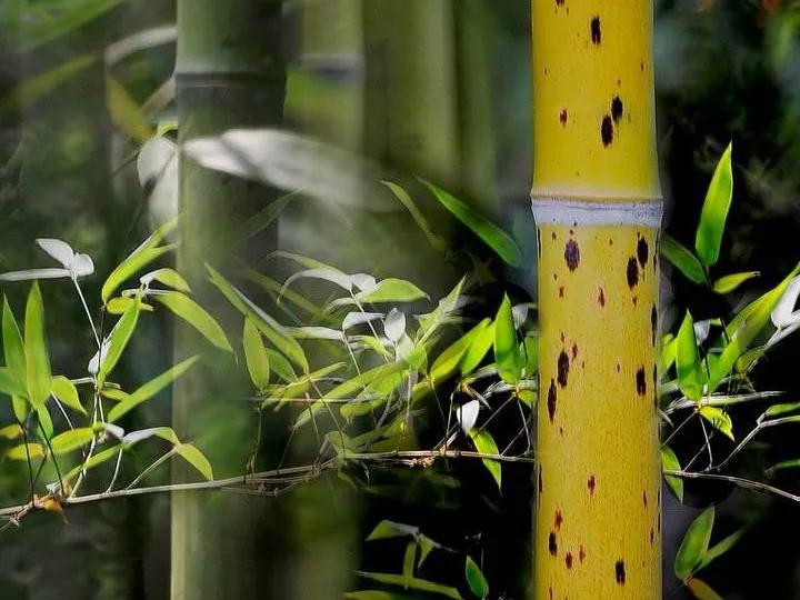 图说千古美人之湘妃