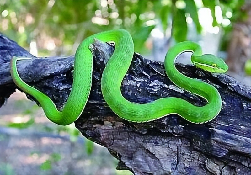 真正的丛林美食有哪些,硬核知识大全100个