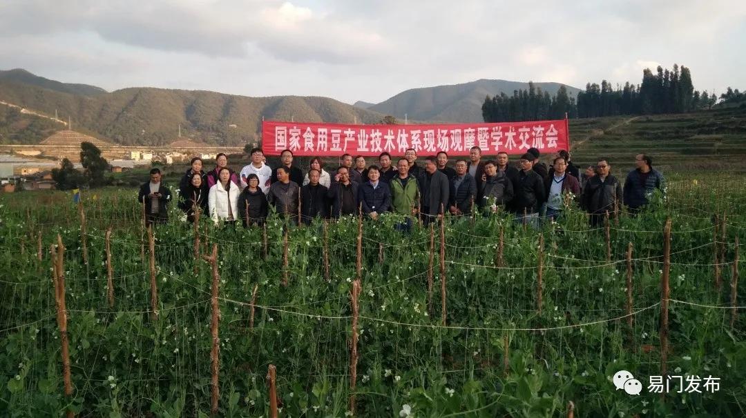 易门豌豆种子,易门种植专用农业产品