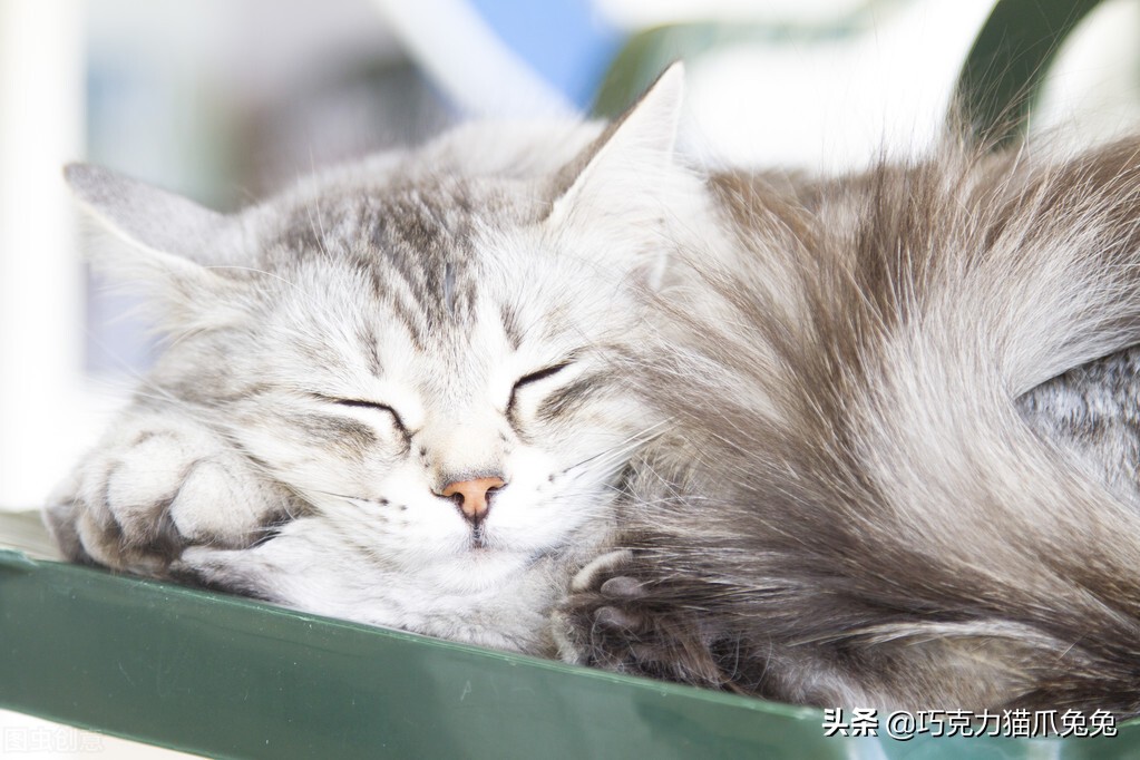 养猫感觉喉咙有毛,养猫感觉屋里味道难闻有危害