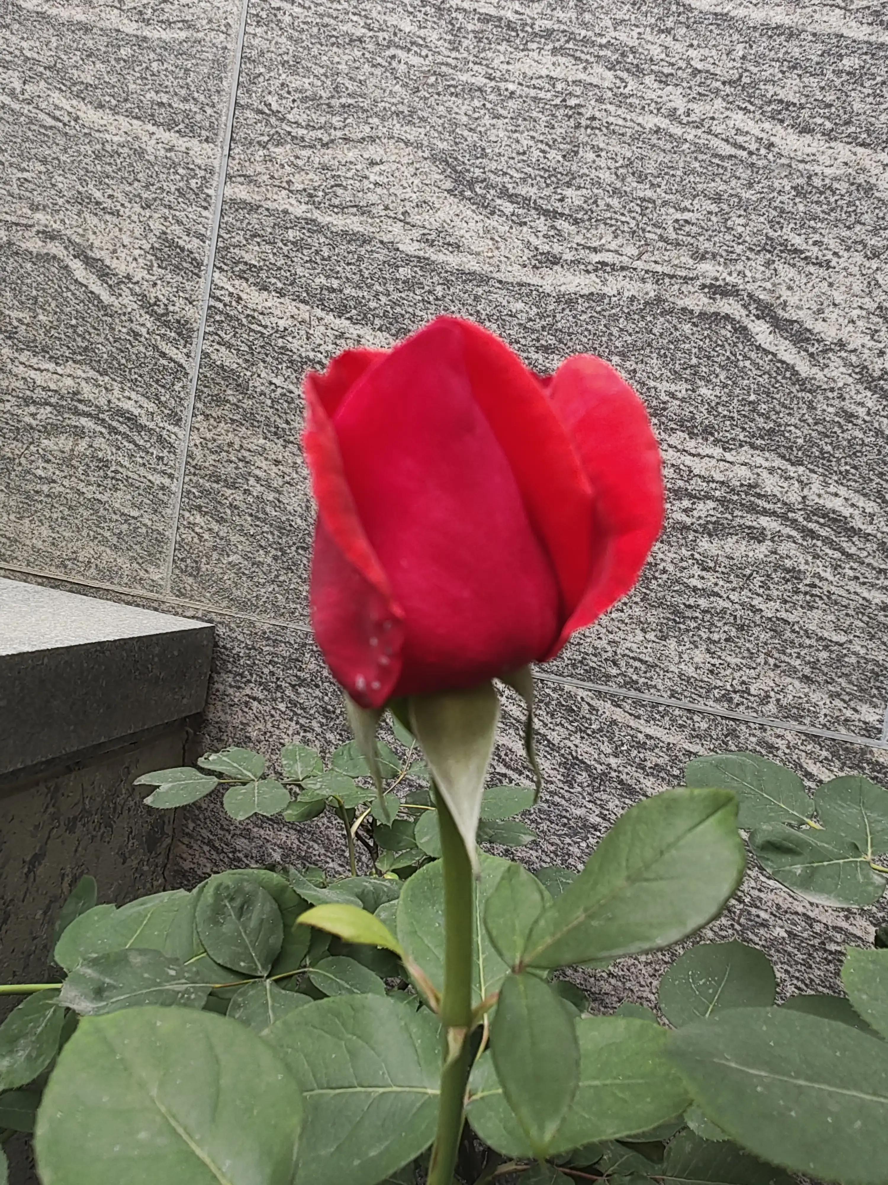 哪些情况需要计提增值税,什么情况下需要预缴所得税