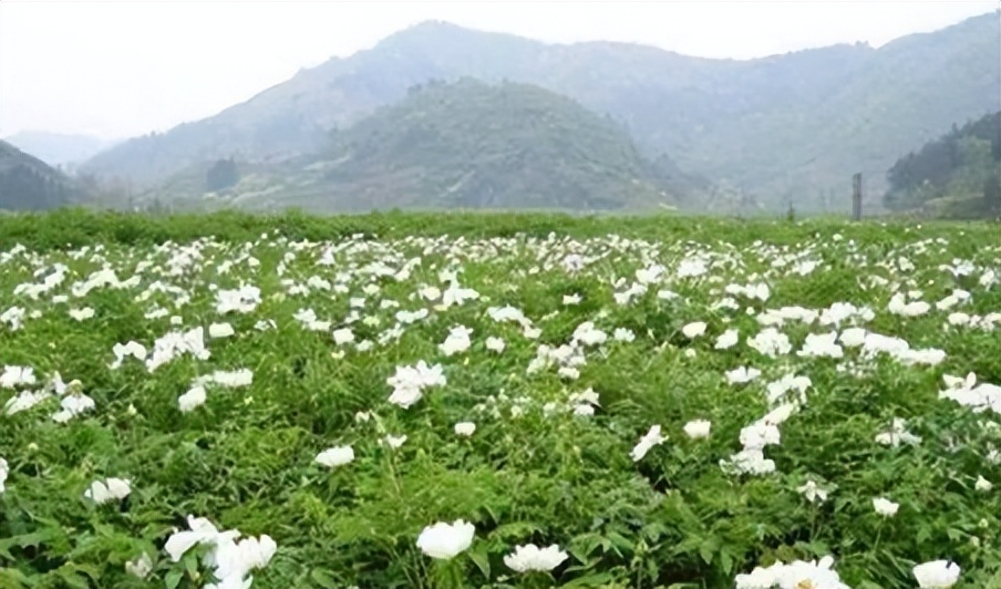 白芍的神奇功效秘方,每天学一味中药白芍
