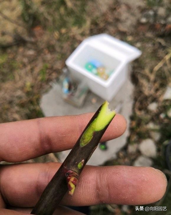 月季嫁接月季哪种方法成活率高,给野月季嫁接微月季有市场前途吗