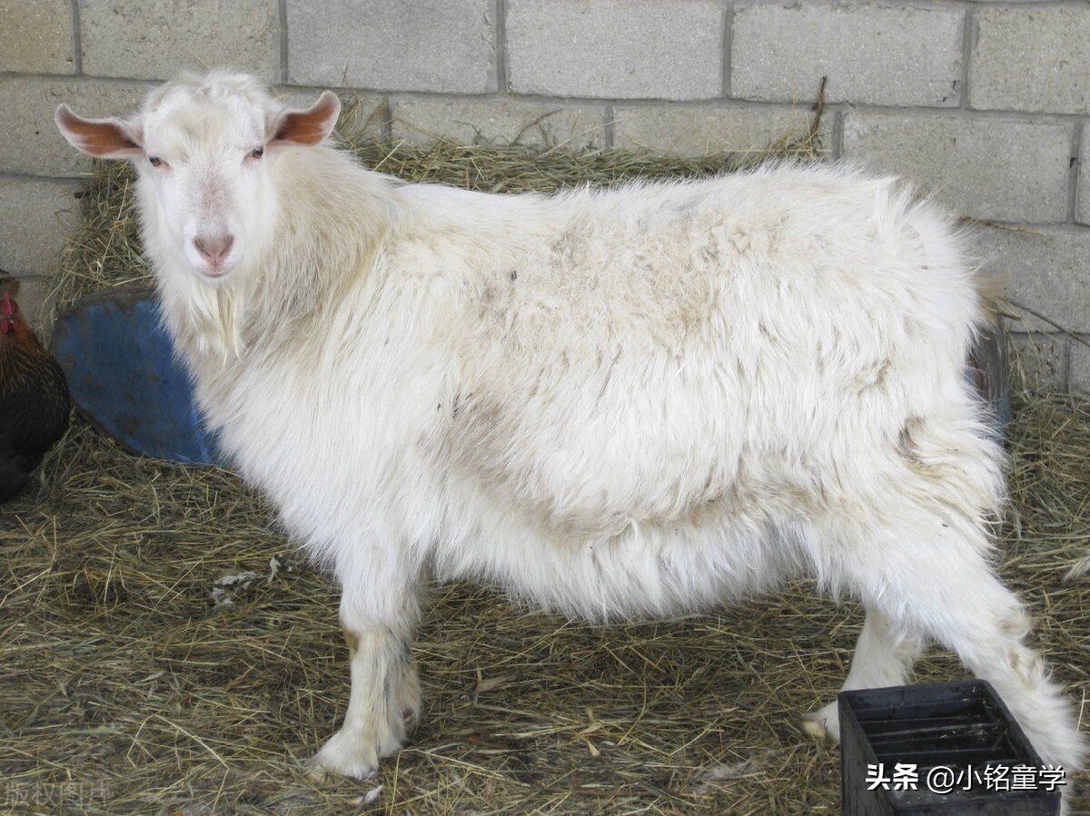 棉麻丝毛哪个面料最娇嫩,棉麻面料的洗护